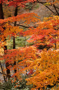 紅葉の季節